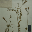 纺锤根蝇子草