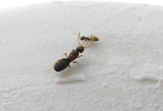黑头酸臭蚁(Tapinoma melanocephalum)的蚁后和工蚁 黑头酸臭蚁(Tapinoma melanocephalum)的蚁后和工蚁
