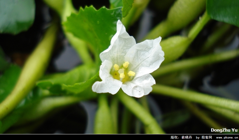 菱角花 菱角花