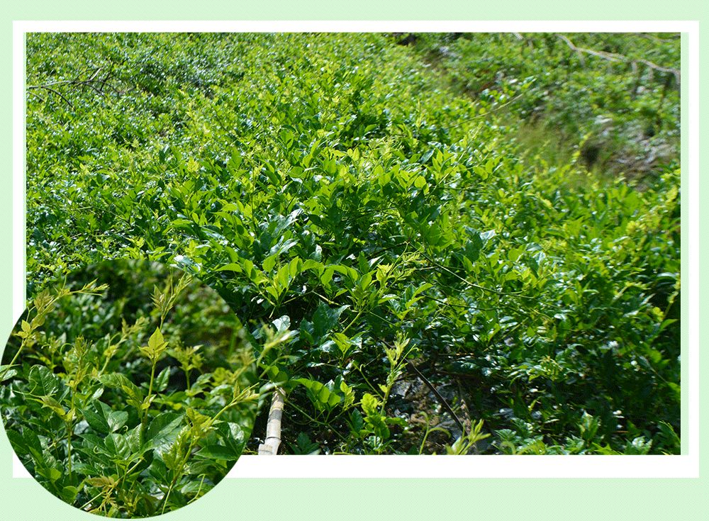 来凤藤茶 来凤藤茶