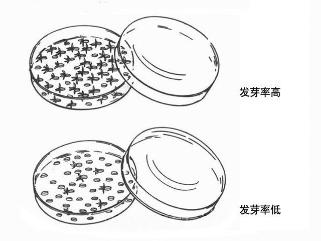 发芽率