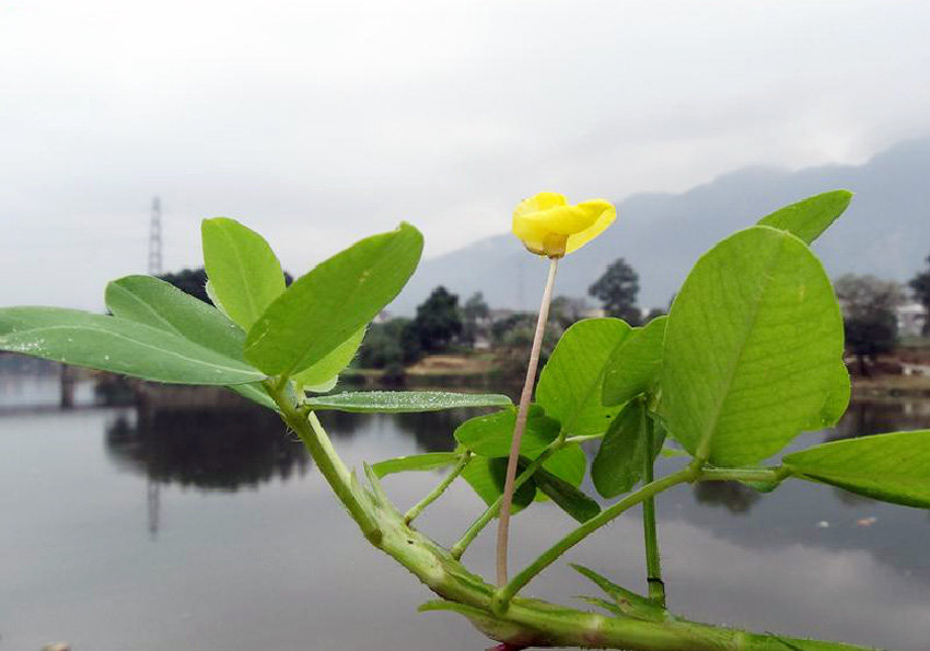 遍地黄金(豆科植物) 遍地黄金(豆科植物)