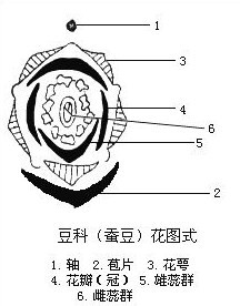 豆科(蚕豆)花图式 豆科(蚕豆)花图式