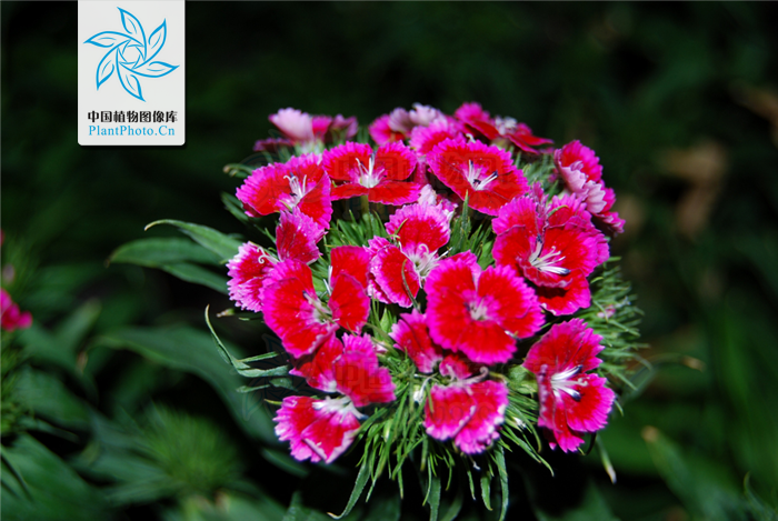 簇花组 簇花组