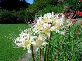 曼珠沙华(摩诃曼珠沙华) 曼珠沙华(摩诃曼珠沙华)