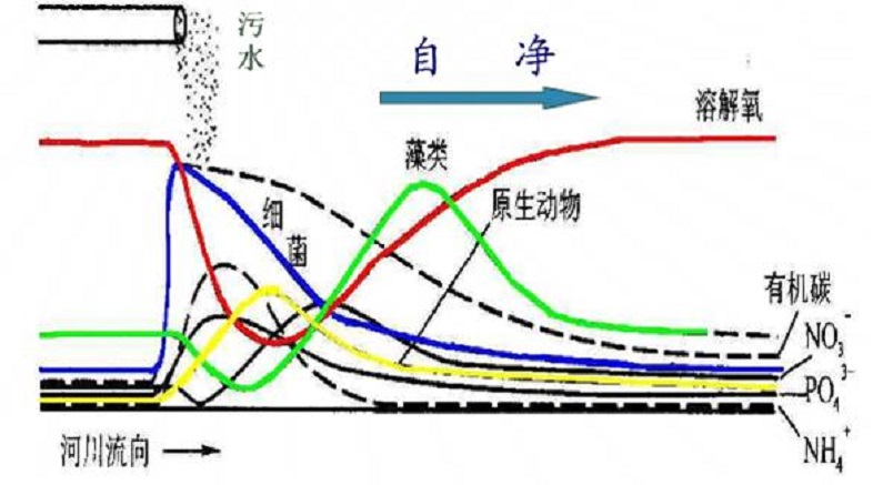 水体自净化