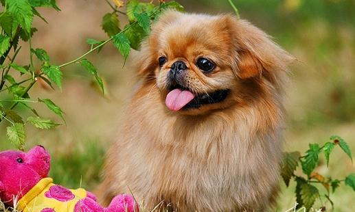 京巴犬 京巴犬
