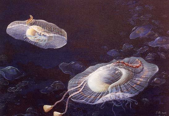 底栖生物 底栖生物