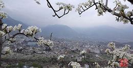 花海果都-九襄 花海果都-九襄