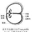 金臂虫目