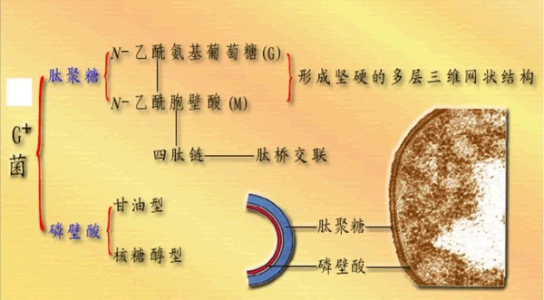 革兰氏阳性菌的细胞壁 革兰氏阳性菌的细胞壁