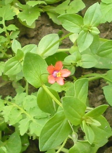 繁缕 繁缕
