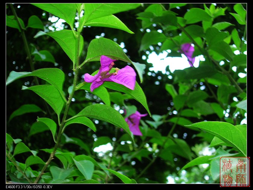 紫茉莉科 紫茉莉科