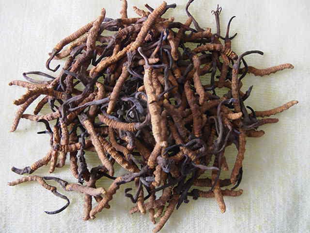 古尼虫草 古尼虫草