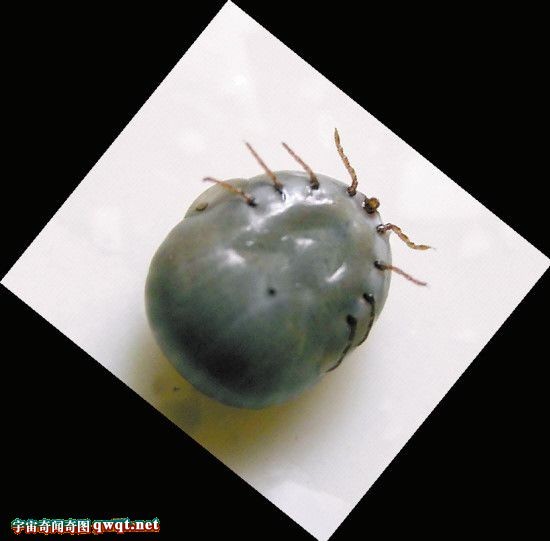 蜱虫防护 蜱虫防护