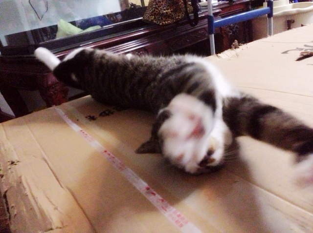 哔哔哔哔嘣