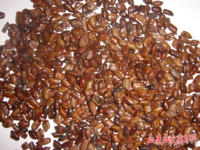 炒决明子 炒决明子