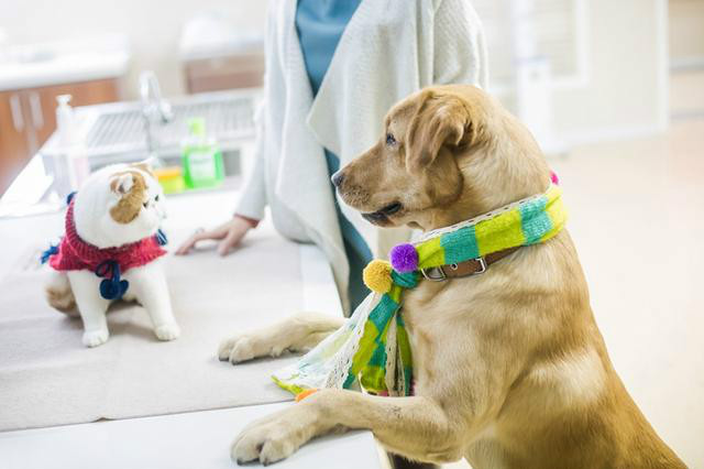 名猫红小胖与神犬小七 名猫红小胖与神犬小七