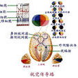 视觉(生理学术语)