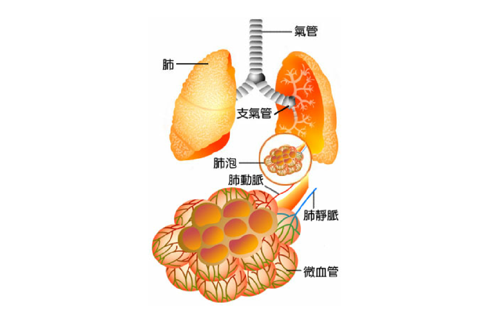 肺泡