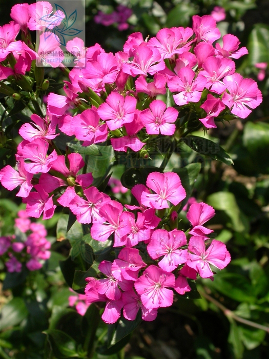 簇花组 簇花组