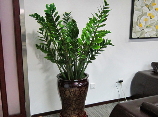 风水植物