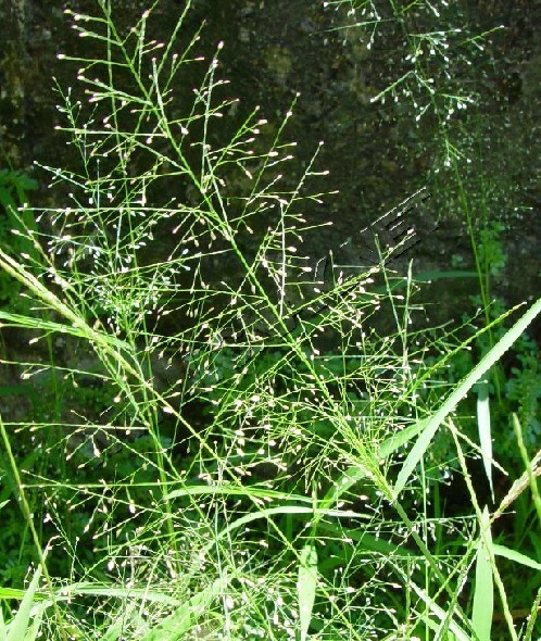 画眉草亚科