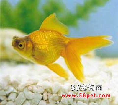 草金鱼 草金鱼