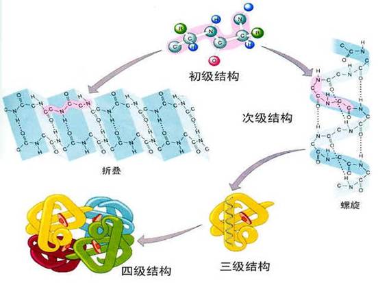 蛋白质一级结构
