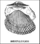 毛蚶 毛蚶