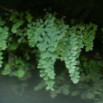 铁线蕨(黑龙丝（黑龙丝）)
