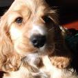 美系可卡犬