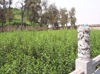 蓍草园 蓍草园
