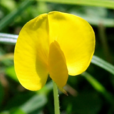 蔓花生