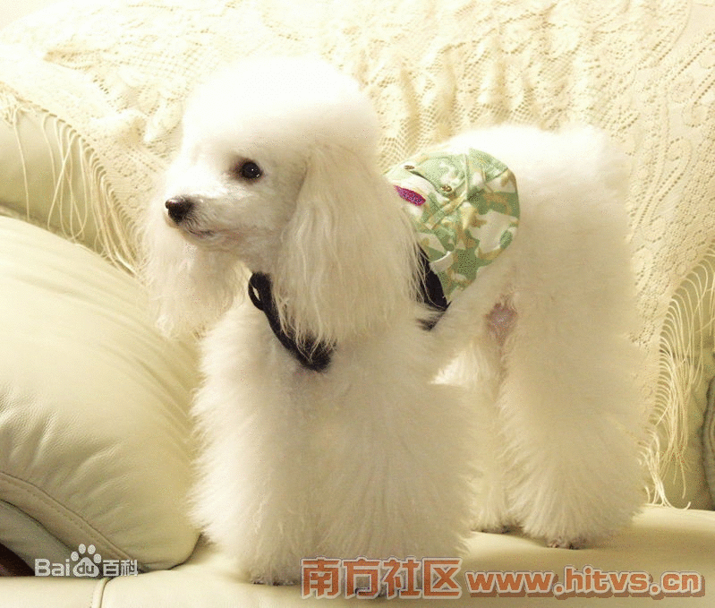 寻回犬 寻回犬