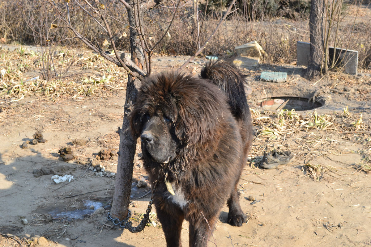 大狗(大型犬的别称)
