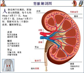 肾虚早泄 肾虚早泄