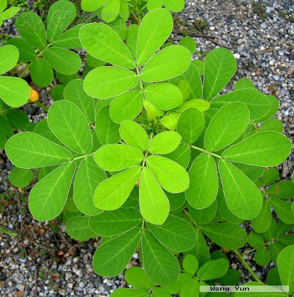 决明(豆科决明属植物) 决明(豆科决明属植物)