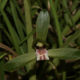 春兰(兰科兰属地生植物)