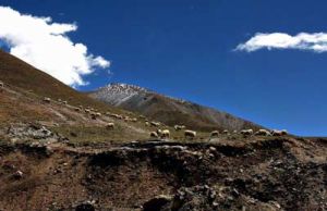 祁连山保护区 祁连山保护区