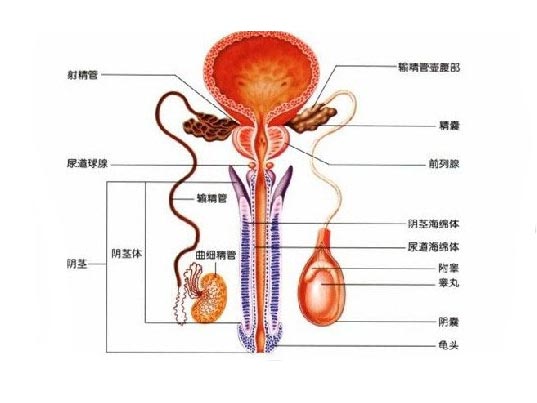 精囊结核