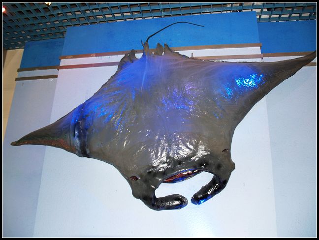 海洋展厅 海洋展厅