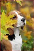 米格鲁猎兔犬 米格鲁猎兔犬