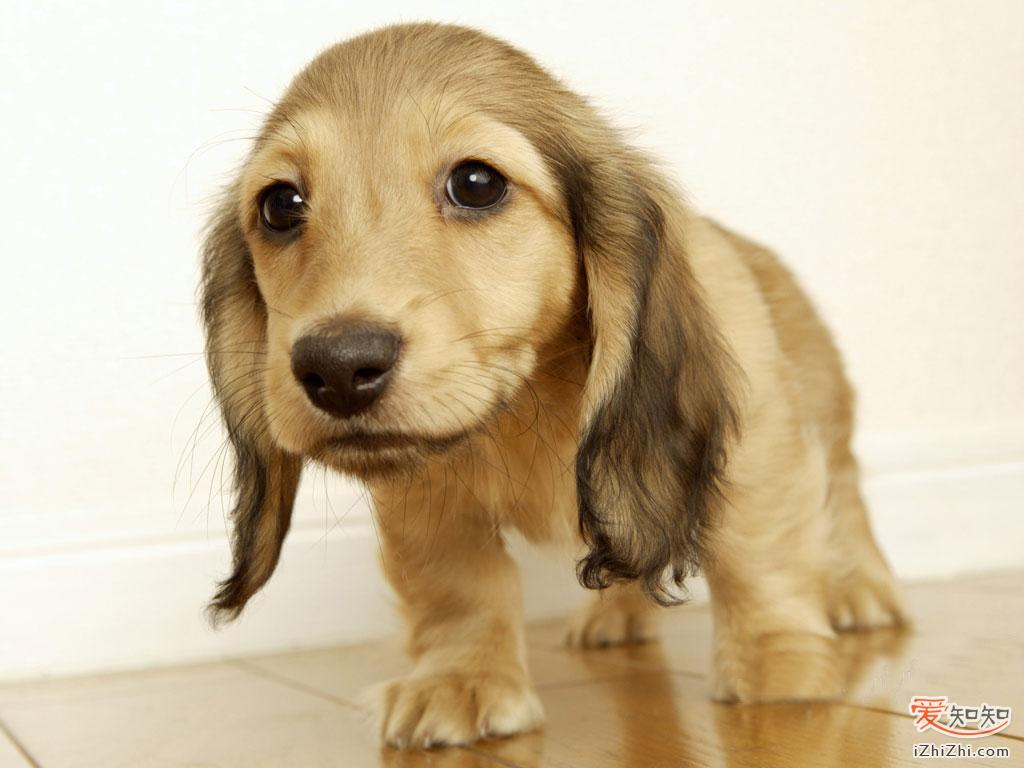 猎鹬犬