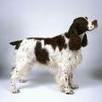 英国史宾格犬(史宾格犬（英国史宾格犬）)