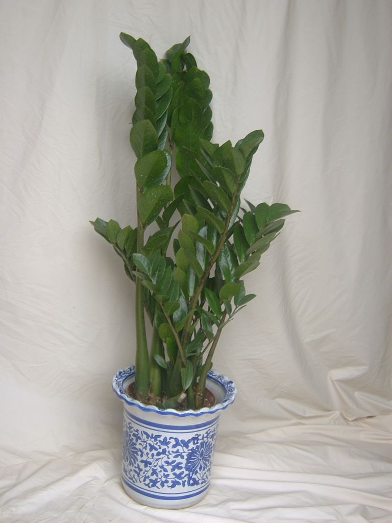 室内观赏植物