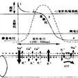 心肌电生理
