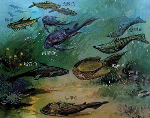古生代鱼类 古生代鱼类
