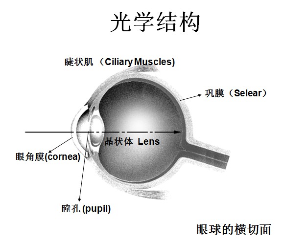 视觉感知 视觉感知