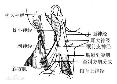 副神经颅外段 副神经颅外段